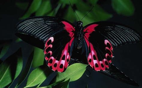 47 Pink And Black Butterfly Wallpaper Wallpapersafari