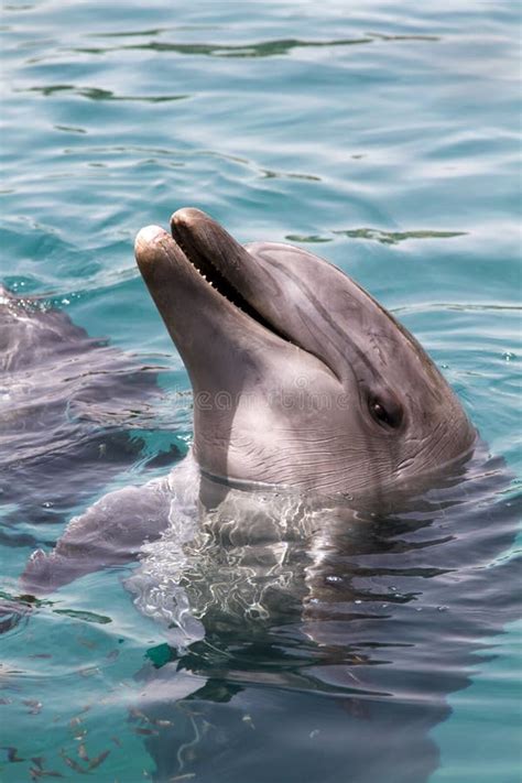 Black Sea Bottlenosed Dolphin Stock Image Image Of Close Blue 108519035