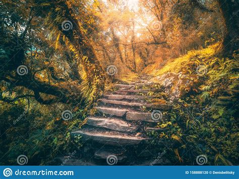 Stone Steps In Beautiful Old Forest In Fog At Sunset In Autumn Stock