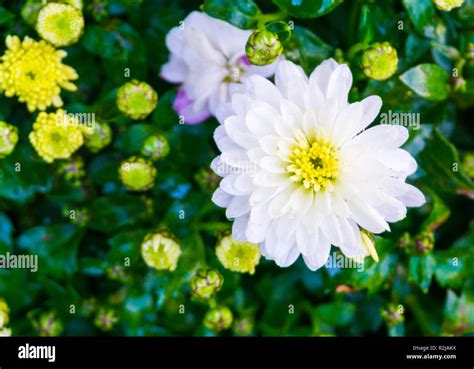 Wet Covered In Raindrops Pure White Common Garden Dahlia Flower With A Yellow Heart Beautiful