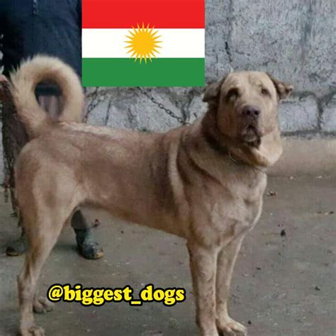 Kurdish Shepherd Dog Assyrian Mesopotamia Pshdar Pzhdar Dog