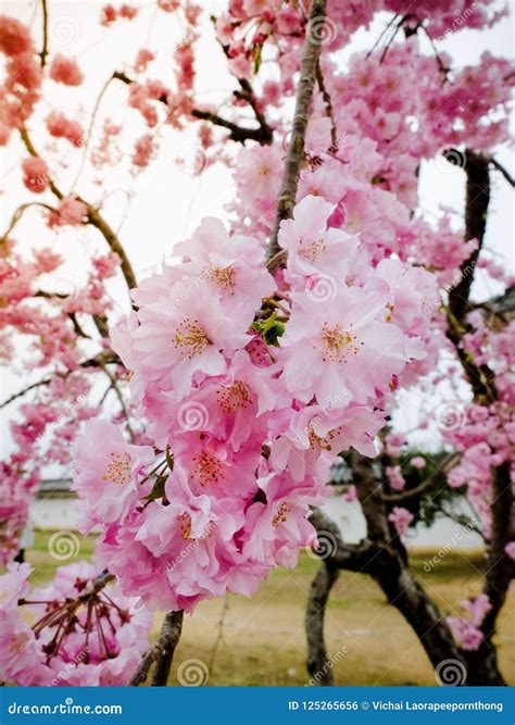 Beautiful Pink Sakura Full Blooming At The Season Osaka Japan Stock