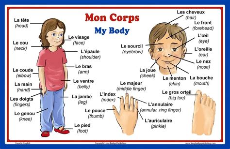 Body Parts In French Parties Du Corps Myenglishteachereu Blog