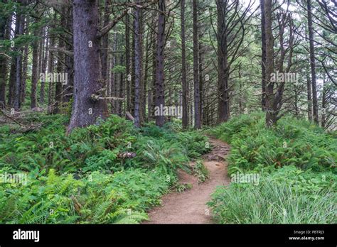 Packed Dirt Walking Trail In The Pine Forest Of Coastal Oregon In The