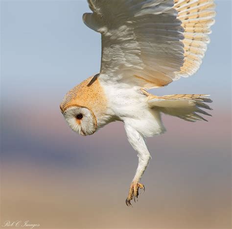 Barn Owl By Rob Cross Via 500px Barn Owl Owl Owl Eyes