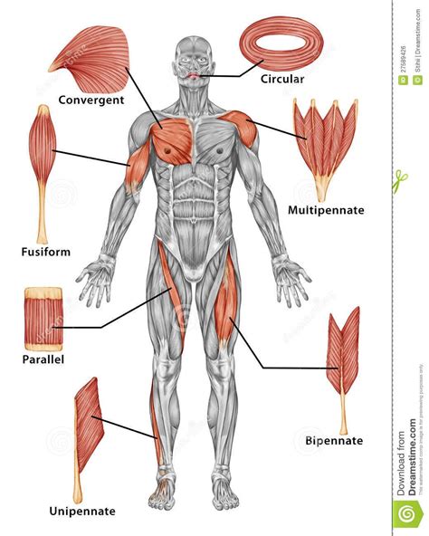 Tendons, fasciae and the various organs themselves depend on the muscular system and the function of muscle cells. Clasificación de los músculos esqueléticos