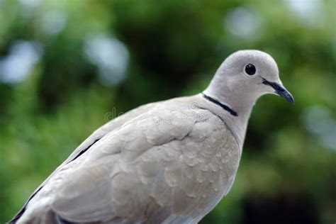 Grey Dove Stock Image Image Of Animal Outdoors Balanced 1002241