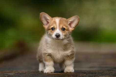 How Much Do Corgis Cost Prices And Expenses Calculated