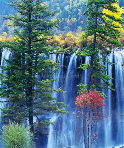 Autumn Tree And Waterfall In Jiuzhaigou Stock Photo Image Of