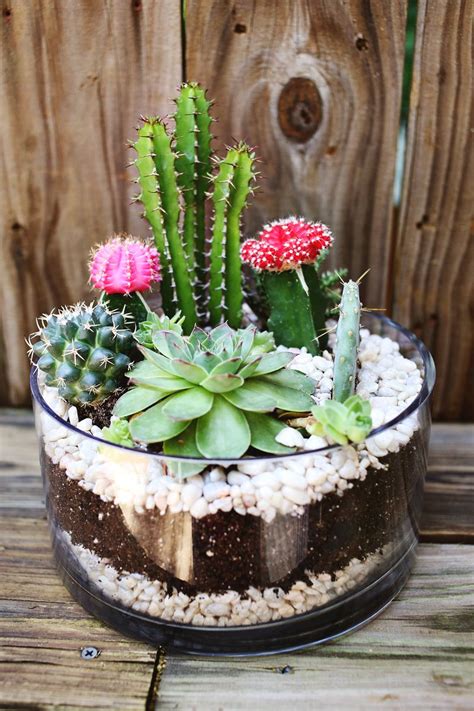 Planting A Simple Cacti Garden A Beautiful Mess