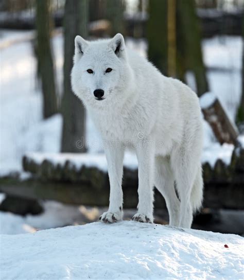 Polar Wolf Stock Photo Image Of Mammal Themes Winter 28861058