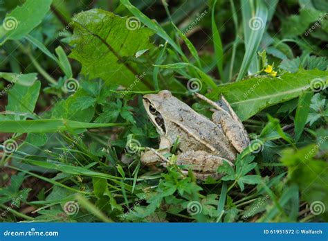 Frog In The Grass Stock Photo Image Of Forest Amphibians 61951572