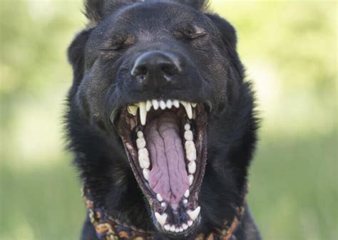 What You Should Know About German Shepherd Teeth Facts And Advice