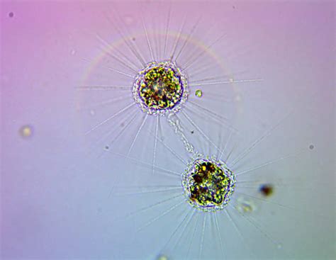 Microscopic Organisms In A Drop Of Pond Water