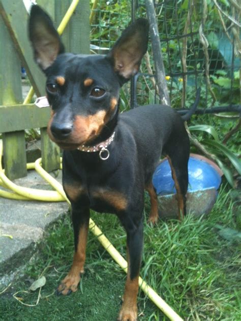 Maddie 4 Year Old Female Miniature Pinscher Available For Adoption