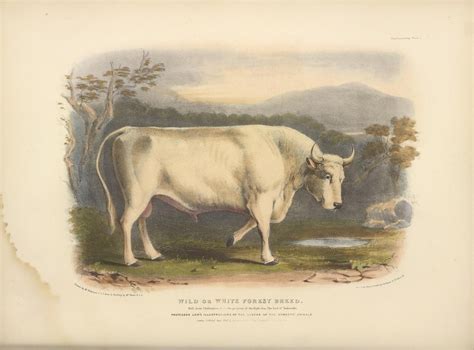 N129w1150 The Breeds Of The Domestic Animals Of The