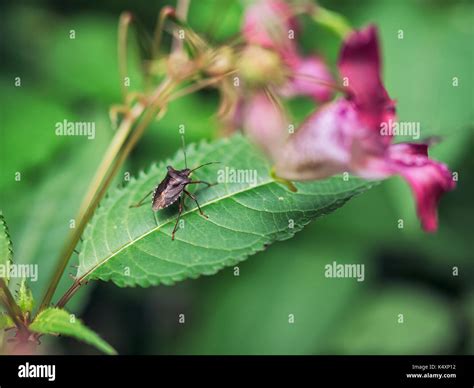 Little Bugs In Green Leaf Stock Photo Alamy