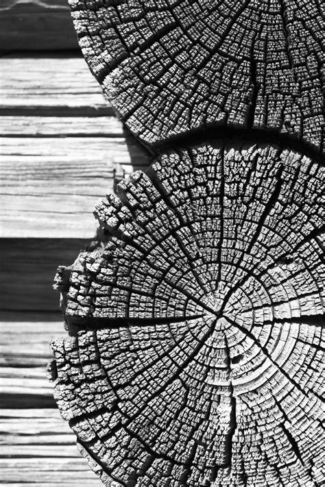 Black And White Nature Patterns