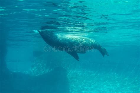 Striking View Of A Single California Sea Lion As It Swims In Its