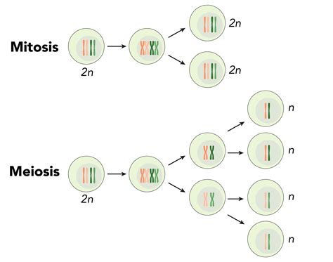 Mitosis And Meiosis