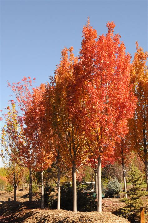 Maple Armstrong Gold Columnar Red For Sale In Boulder Colorado