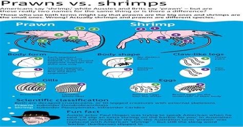Although shrimp and prawns belong to different suborders of decapoda. The difference between Prawns and Shrimp. : coolguides