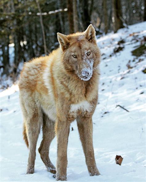 Malamute Siberian Husky German Shepherd And Wolf Mix Siberian