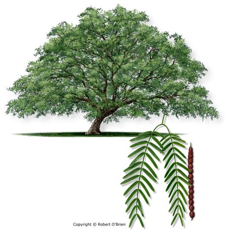 Texas A&M Forest Service - Trees of Texas - List of Trees