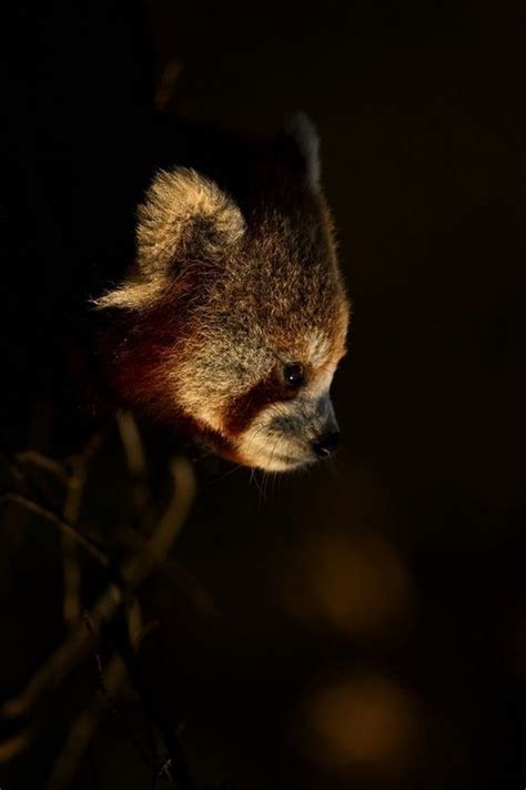 This Is Wild Red Pandaflorence Merlote Peaceful Eye Red Panda