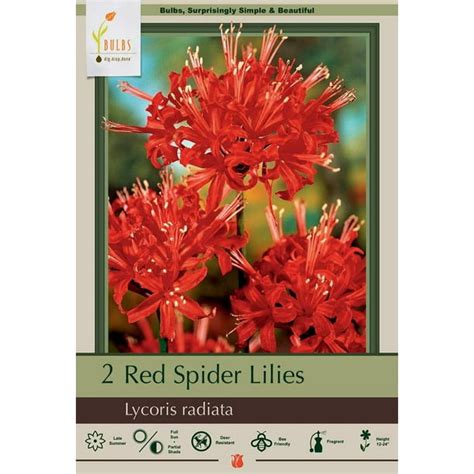 Red Spider Magic Lily 2 Bulbs Lycoris Radiata 10 Cm Bulbs