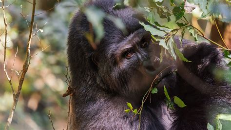 Closeup Photo Of Gorilla Near Tree 4k Hd Animals Wallpapers Hd