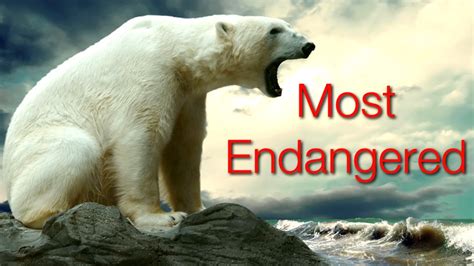 10 Critically Endangered Animals Youtube