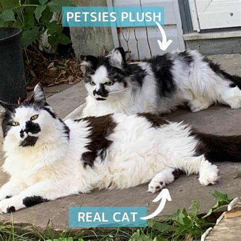 Make A Custom Stuffed Animal Of Your Cat Petsies