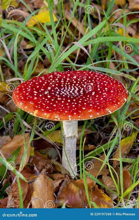 Autumn View Of A Red Mushroom With White Dots And White Stem Fly