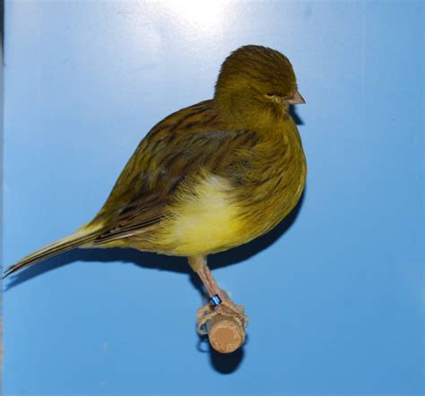 Canary Border Fancy Bird Breeds Central