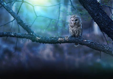 Owl Nature Forest Hd Birds 4k Wallpapers Images Backgrounds Photos