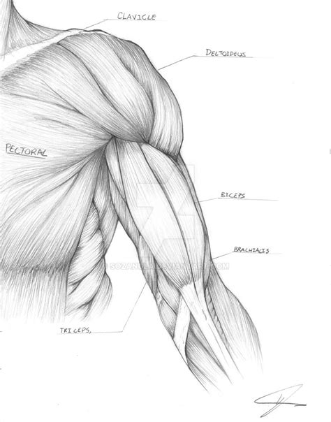 Muscle Arm Study Anatomy For Artists Anatomy Sketches Human Anatomy