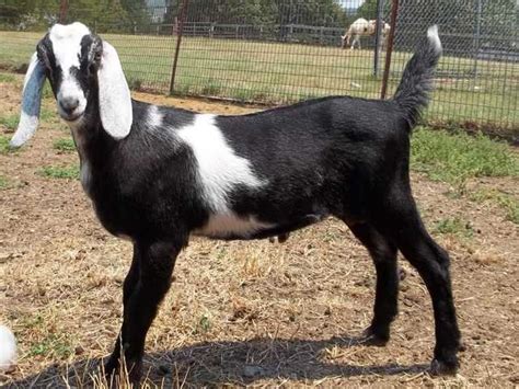 Adga Purebred Reg Nubian Goats For Sale Adoption From Hendersonville