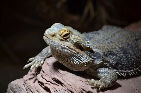 200 Free Bearded Dragon And Lizard Images Pixabay
