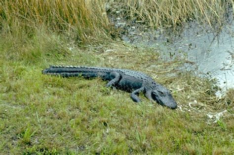 34 Best The Florida Everglades Images On Pinterest Florida Everglades