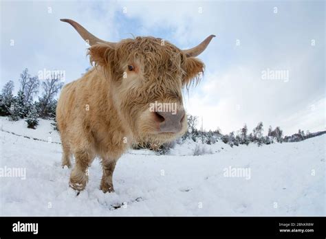 Highland Cow In Snow Hi Res Stock Photography And Images Alamy