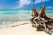 Driftwood On A Beach Free Stock Photo - Public Domain Pictures