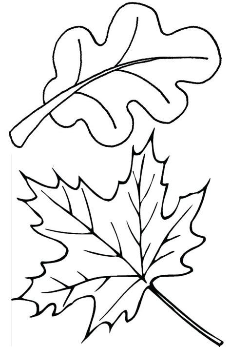 Oak Leaf Coloring Page At Free Printable Colorings
