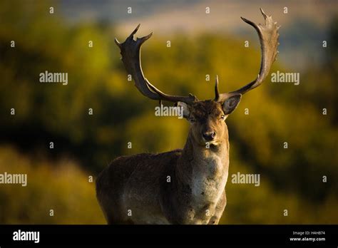Fallow Deer Stag Portrait Stock Photo Alamy