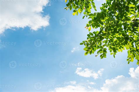 Green Leaves In The Blue Sky 1355433 Stock Photo At Vecteezy