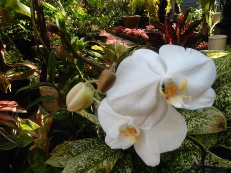 Bunga Anggrek Bulan Putih Bersih Rumah Daun Muda