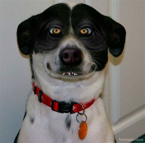 Funny Dog Faces Bing Ugly Dogs Crazy Dog Pictures Crazy Dog
