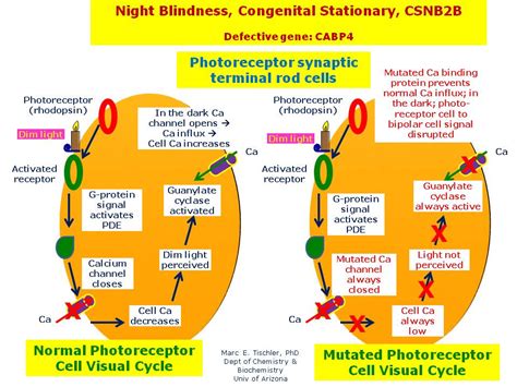 Night Blindness Congenital Stationary Csnb2b Hereditary Ocular Diseases
