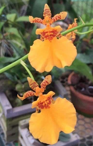 Oncidium Gower Ramsey ‘orange Delight Comes In 4 Pot From Hawaii