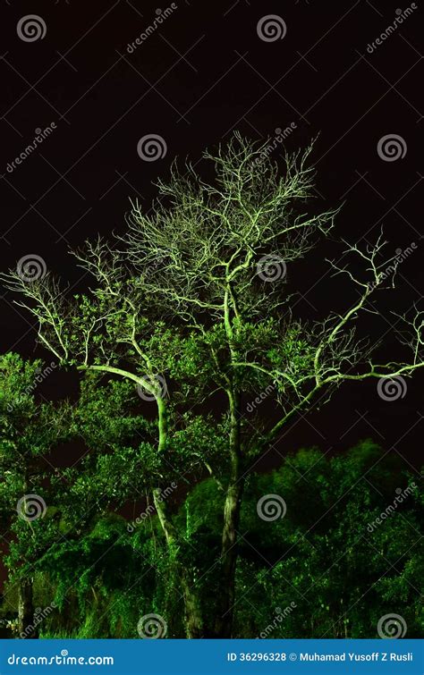 Glow In The Dark Tree Stock Photo Image Of Close Deforestation 36296328